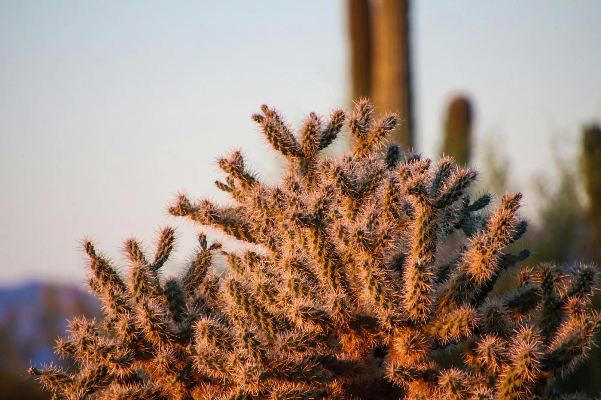 Crafting an Irresistible Vacation Rental Listing Description: A Phoenix, AZ Guide